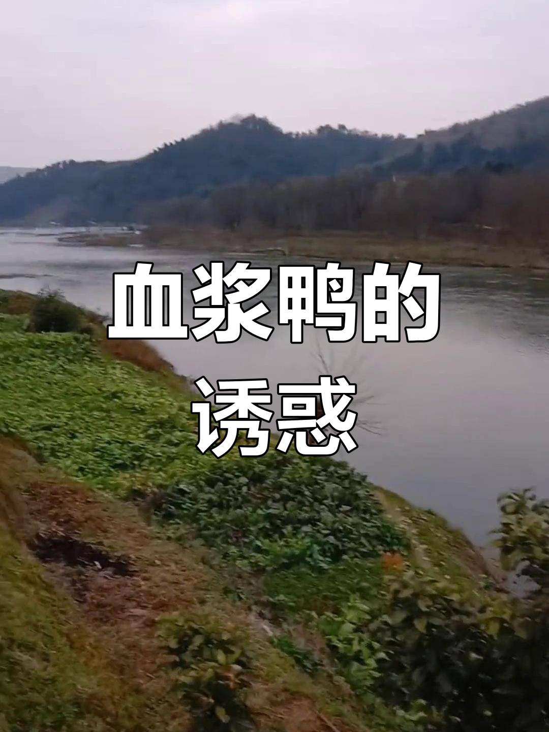 邵阳武冈,荆竹村血浆鸭等你来尝!