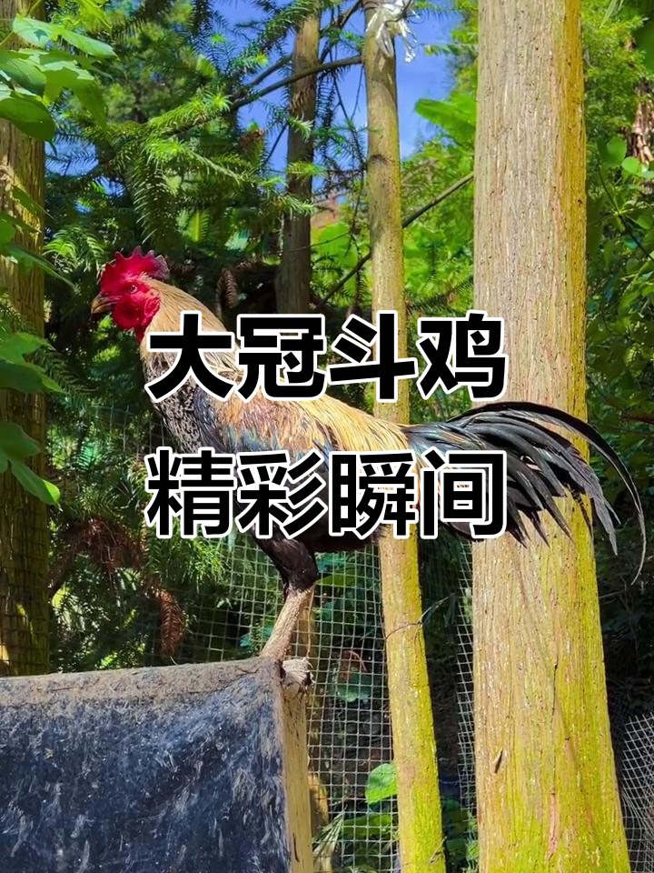 盖沙大冠斗鸡:惊险刺激的公母对决
