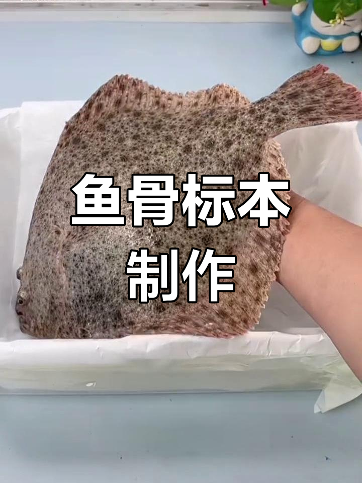 用鱼骨做标本,精彩不断更新!