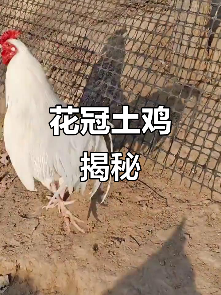 散养土鸡的秘密：花冠白公鸡与老品种三白的魅力