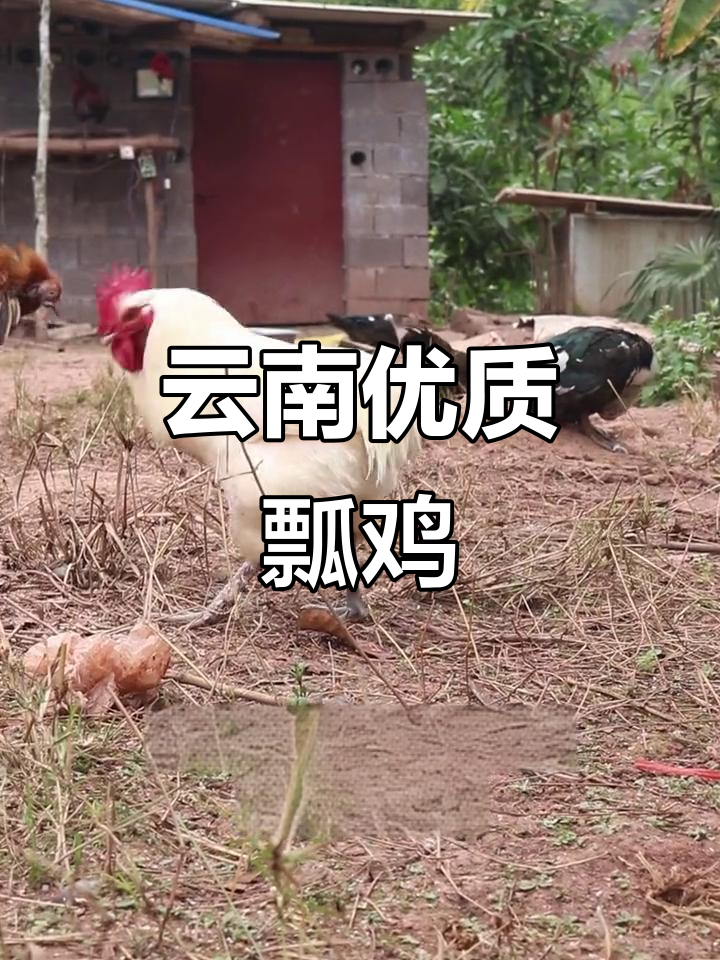 镇元嫖姬：云南特色瓢鸡，国家保护品种