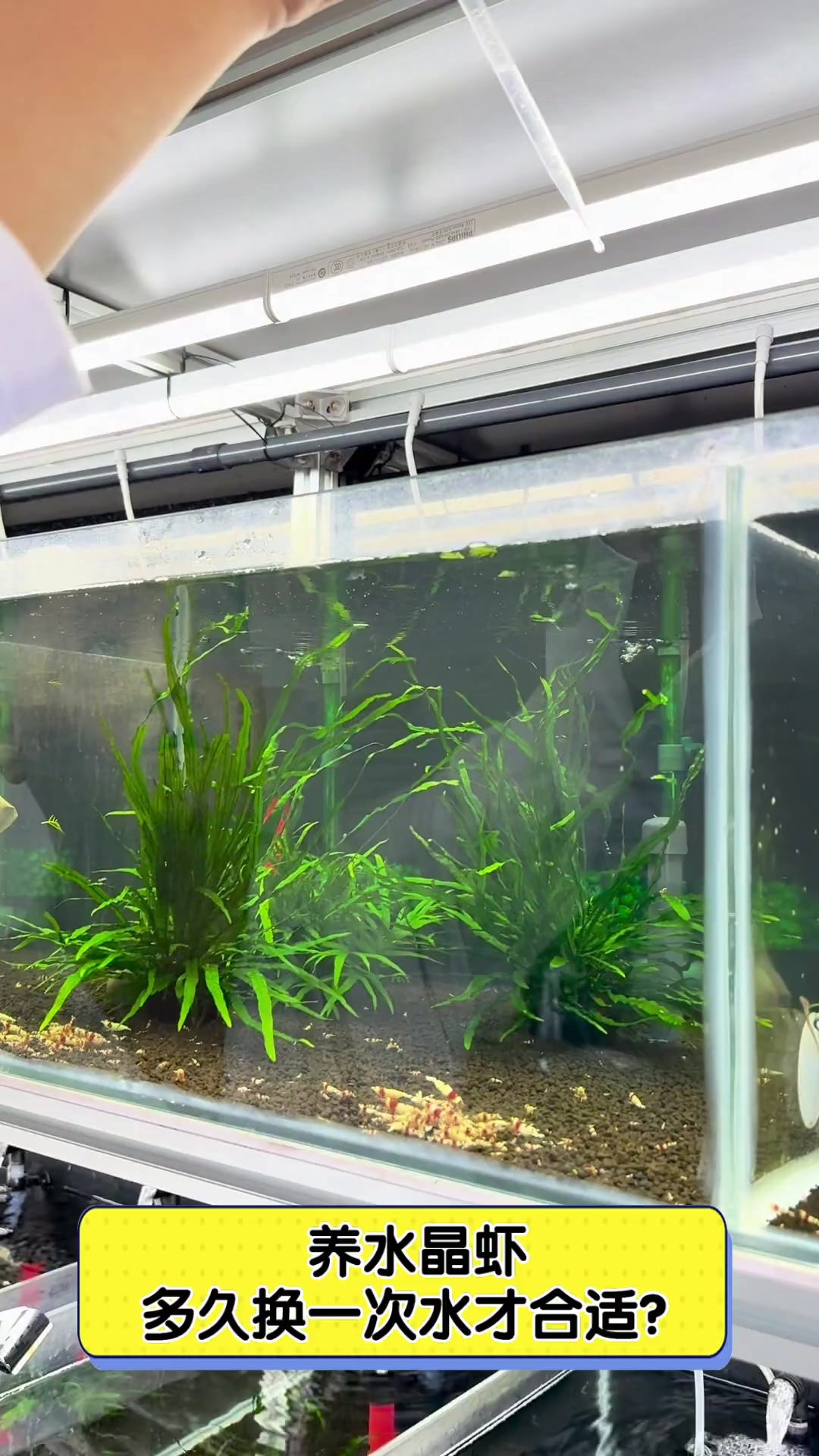 养水晶虾,多久换一次水才合适?