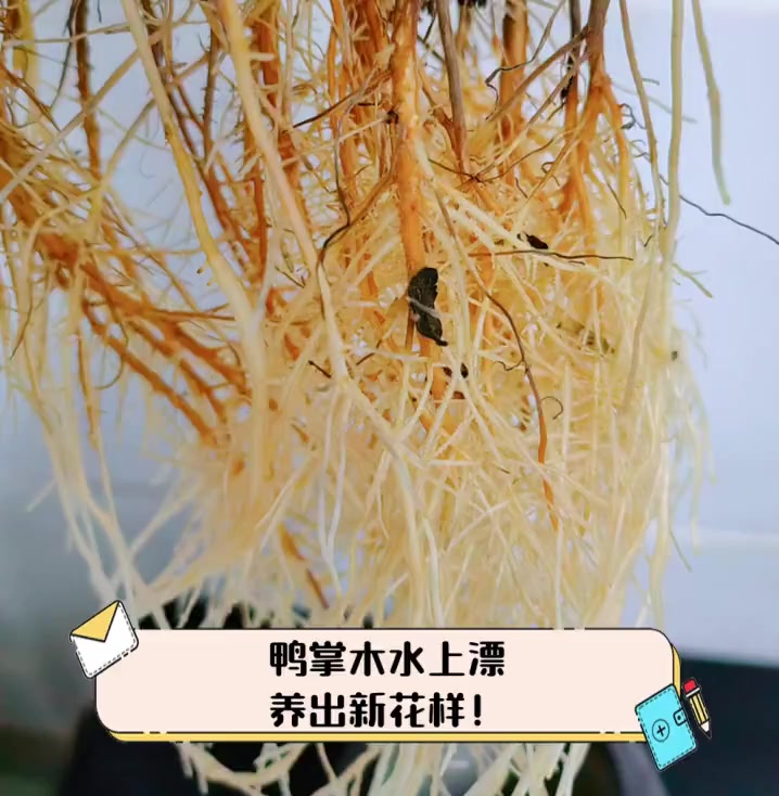 鸭掌木水上漂,养出新花样!