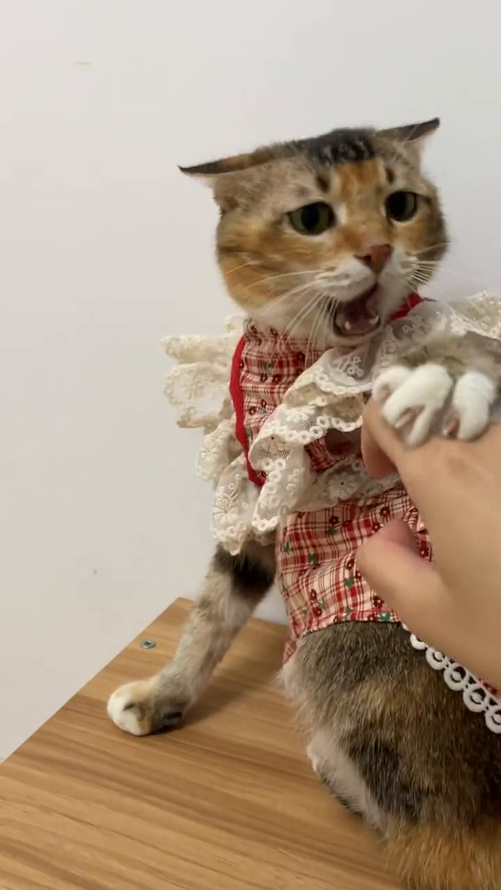 穿小裙子的咸鱼超可爱