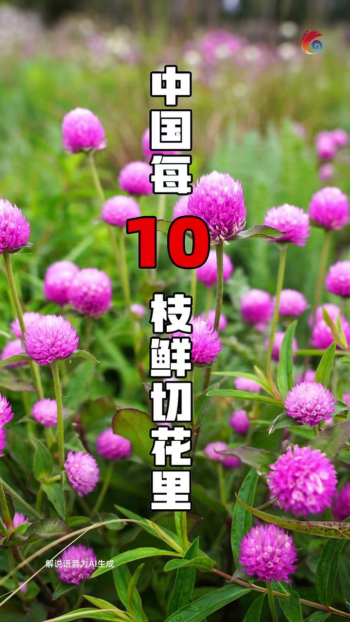 2025年第一季度,云南鲜切花出口量值齐增(信息来源:新华社、央视新闻、昆明日报)
