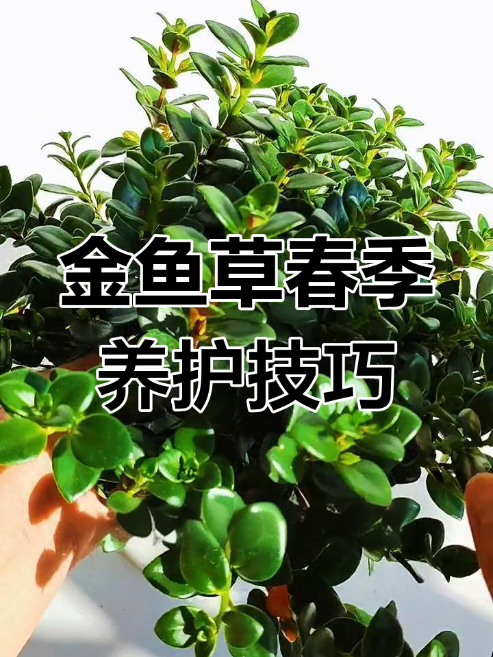 春天养金鱼草,轻松爆盆!