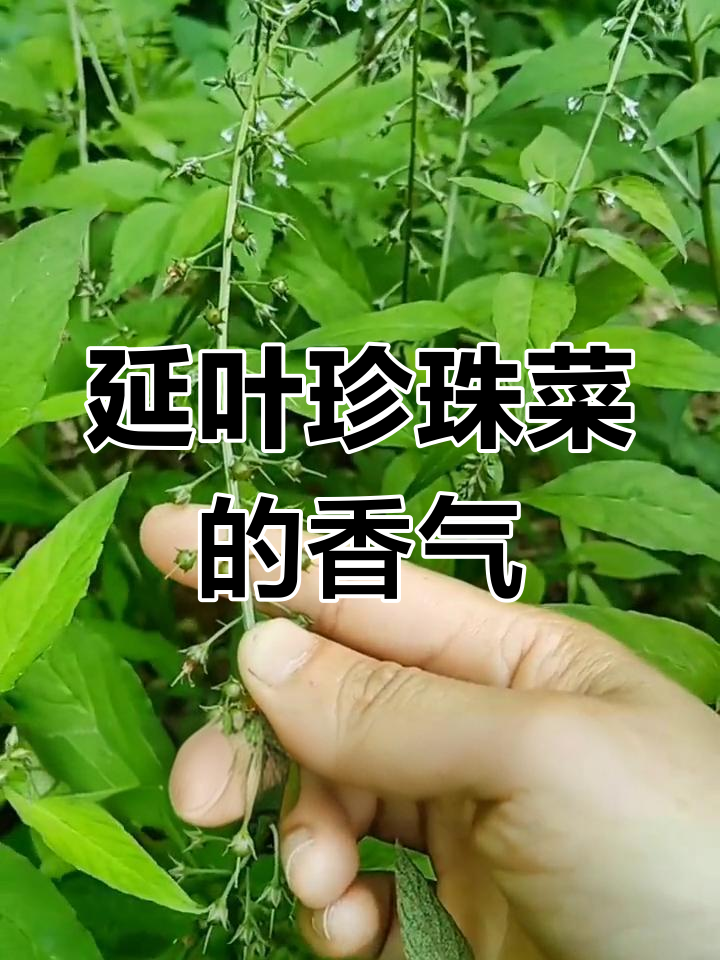 延叶珍珠菜开花结果,思绪随花香飘荡