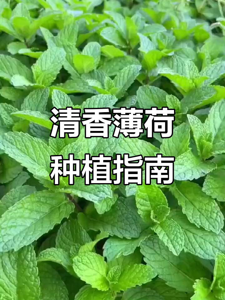 薄荷种子易种，清新香气可用于泡茶、调酒或盆栽装饰