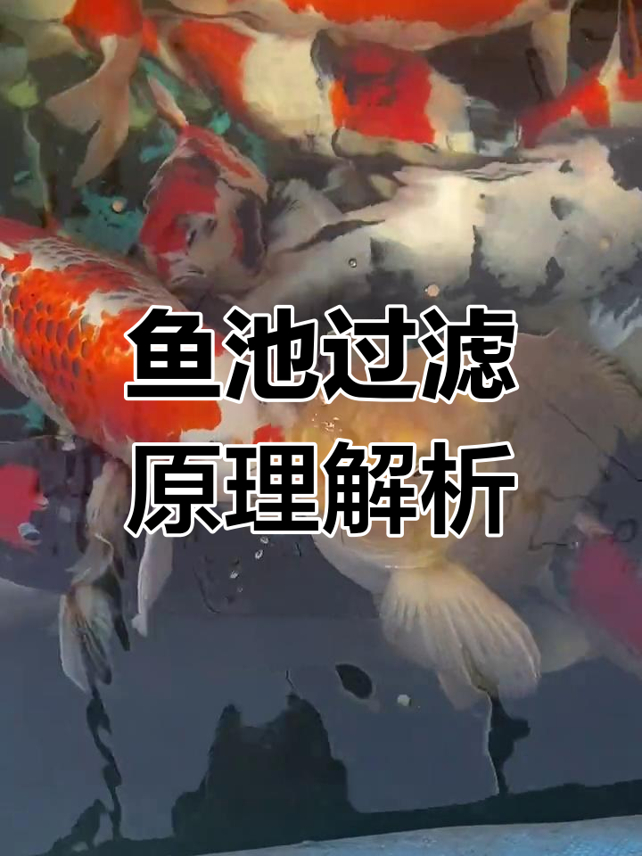 鱼池过滤系统揭秘:物理与生化净化全过程