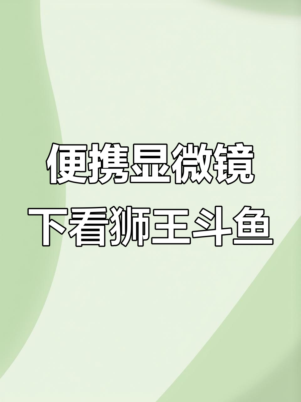 用便携式显微镜观察狮王斗鱼,竟然发现这些有趣的东西!