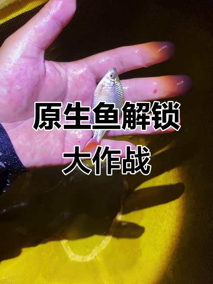 广西原生鱼挑战赛：解锁越南玉和神秘品种