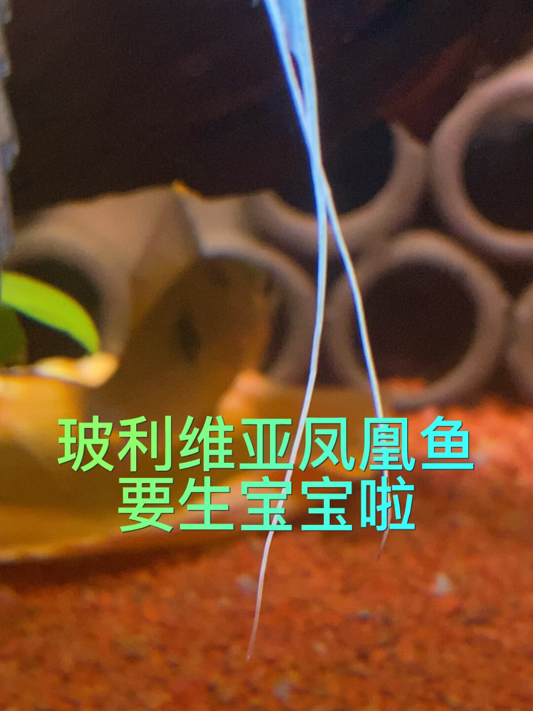 南美鱼,玻利维亚凤凰鱼繁殖初体验