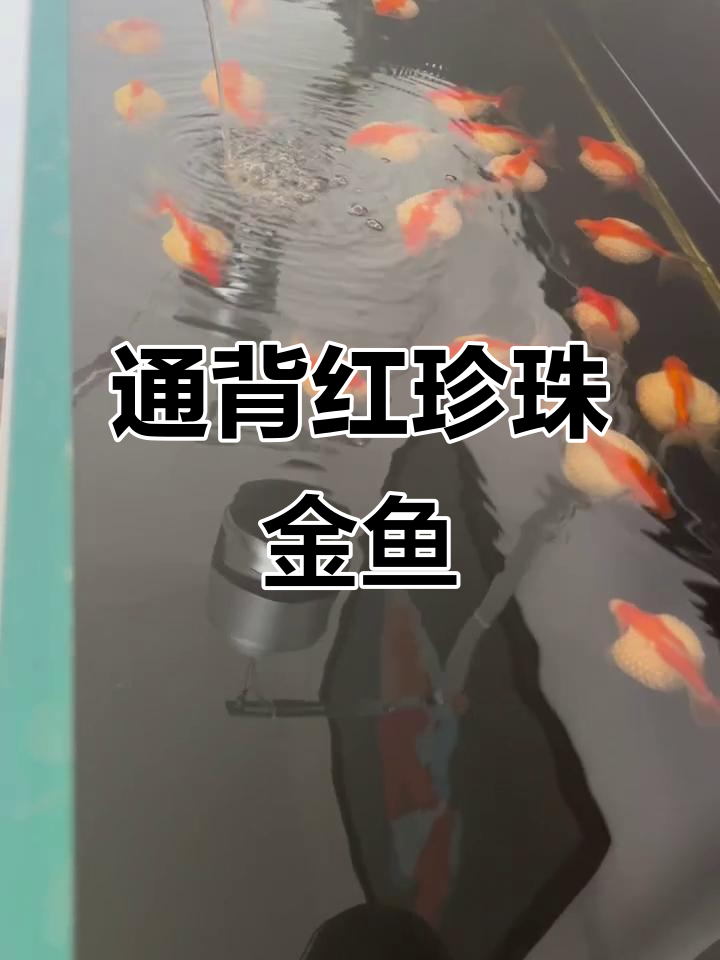 探秘通背红珍珠金鱼,美丽与优雅并存