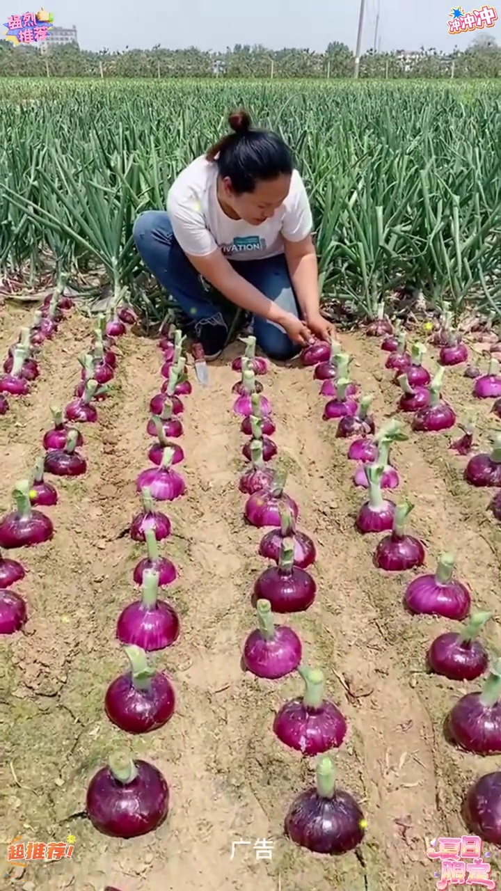 T 山东新鲜水果扁洋葱 可生吃洋葱 微甜微辣洋葱 时令蔬菜 洋葱