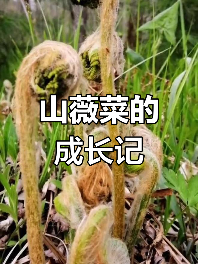 山坡上的毛毛菜,长得太高了!