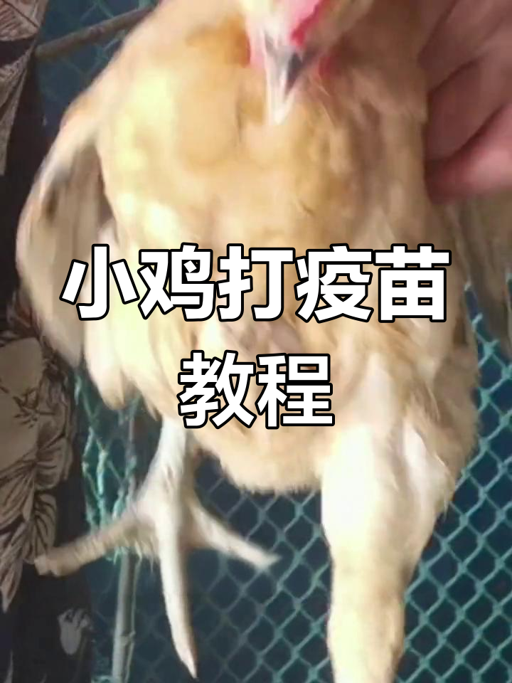 小鸡疫苗接种技巧,轻松上手!