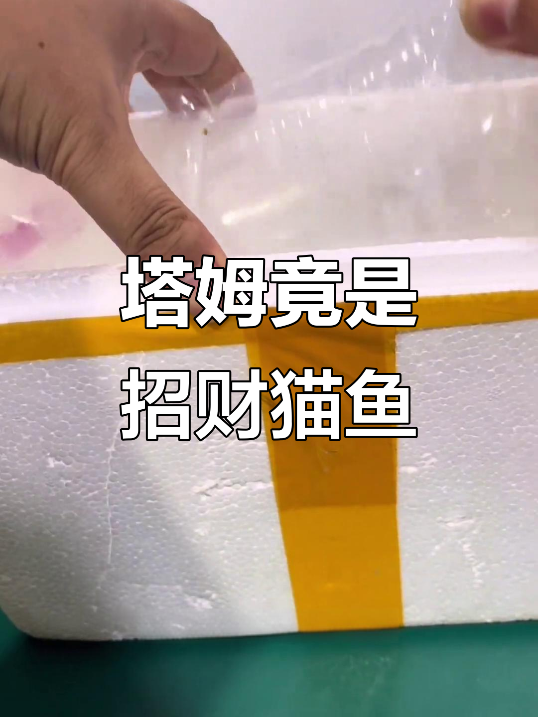 塔姆原来是鲶鱼！英雄联盟里的“大嘴”真相揭秘