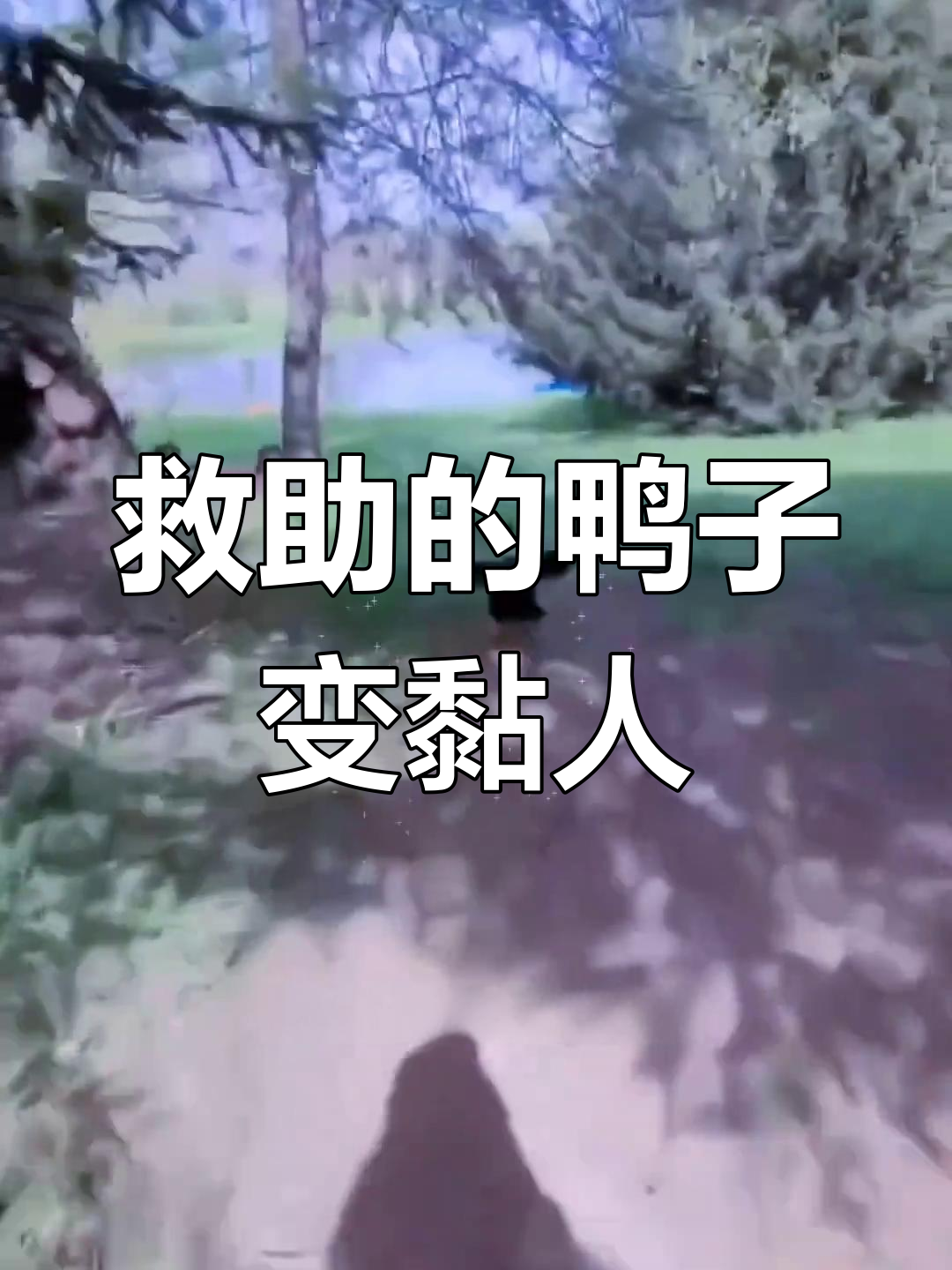 男子救鸭反被粘,鸭子长大后竟成了他的“跟屁虫”