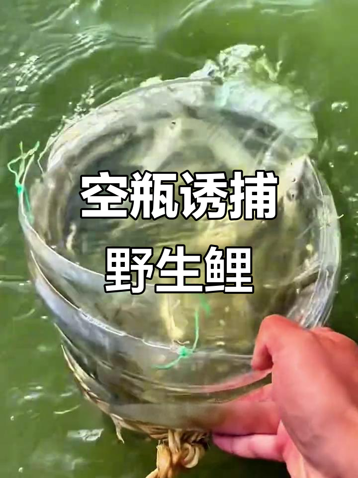 用空瓶子轻松捕捉野生小鲤鱼,钓鱼也能这么简单