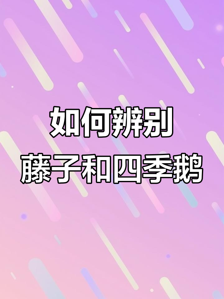 藤子公母怎么分辨?教你认老鸭和四季鹅