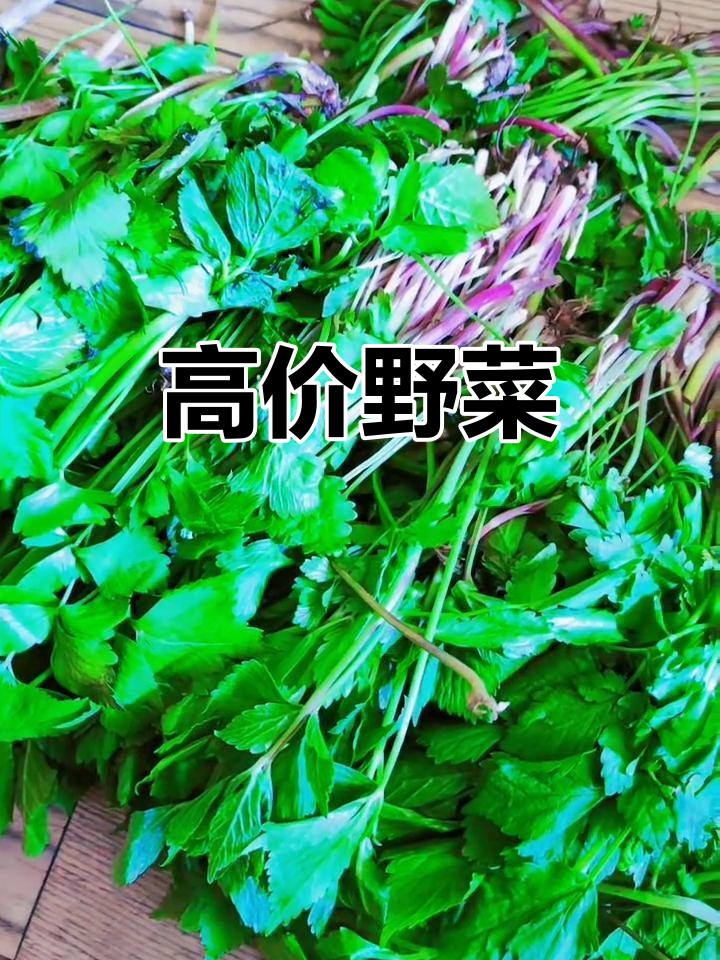 野菜价格高,山芹菜15元一斤,真是吃不起了!