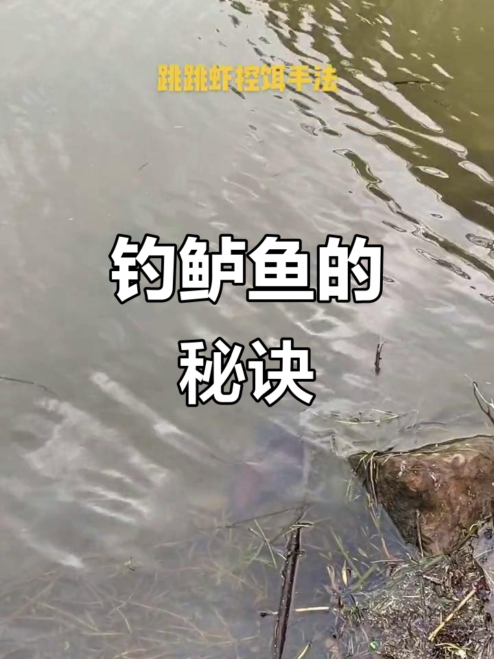 虾饵是路亚钓鱼的秘密武器,轻松捕获多种强力鱼种!