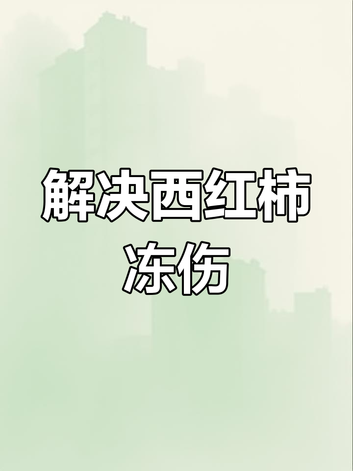 西红柿叶片发黄干尖?冷害问题这样解决
