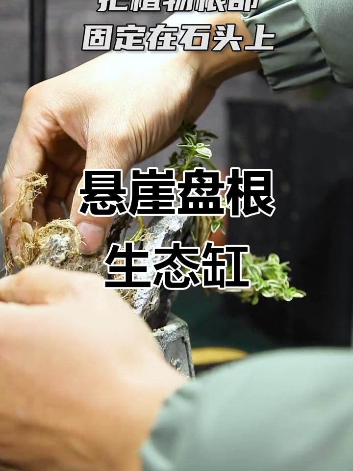 古井悬崖造景,打造攀附植物与石头的完美结合