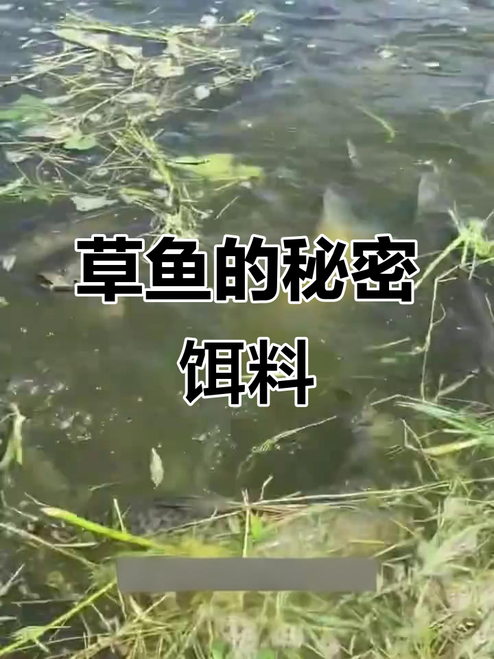草鱼最爱吃什么?韭菜、玉米面粉和公鸡蛋的秘密饵料