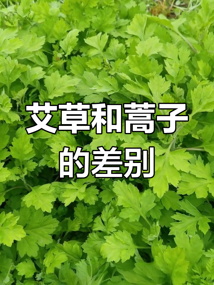 艾草与蒿子区别大揭秘,教你如何分辨