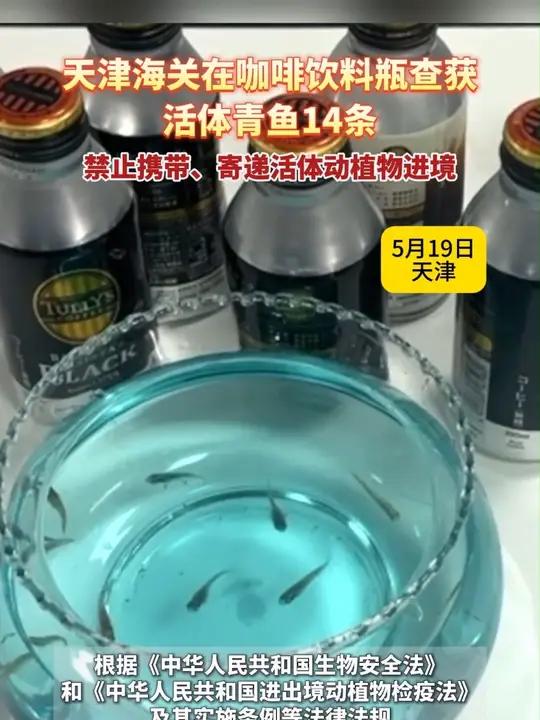 天津海关在咖啡饮料瓶查获活体青鱼14条