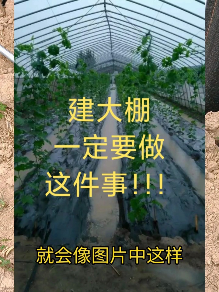 温室大棚搭建种植蔬菜的大棚
