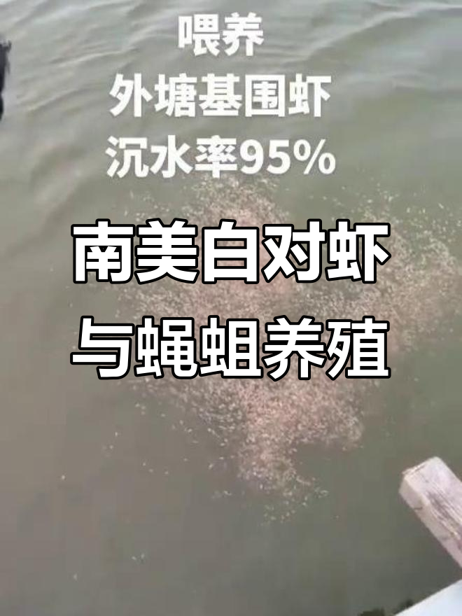 蝇蛆饵料助力南美白对虾养殖，工厂化养虾新突破