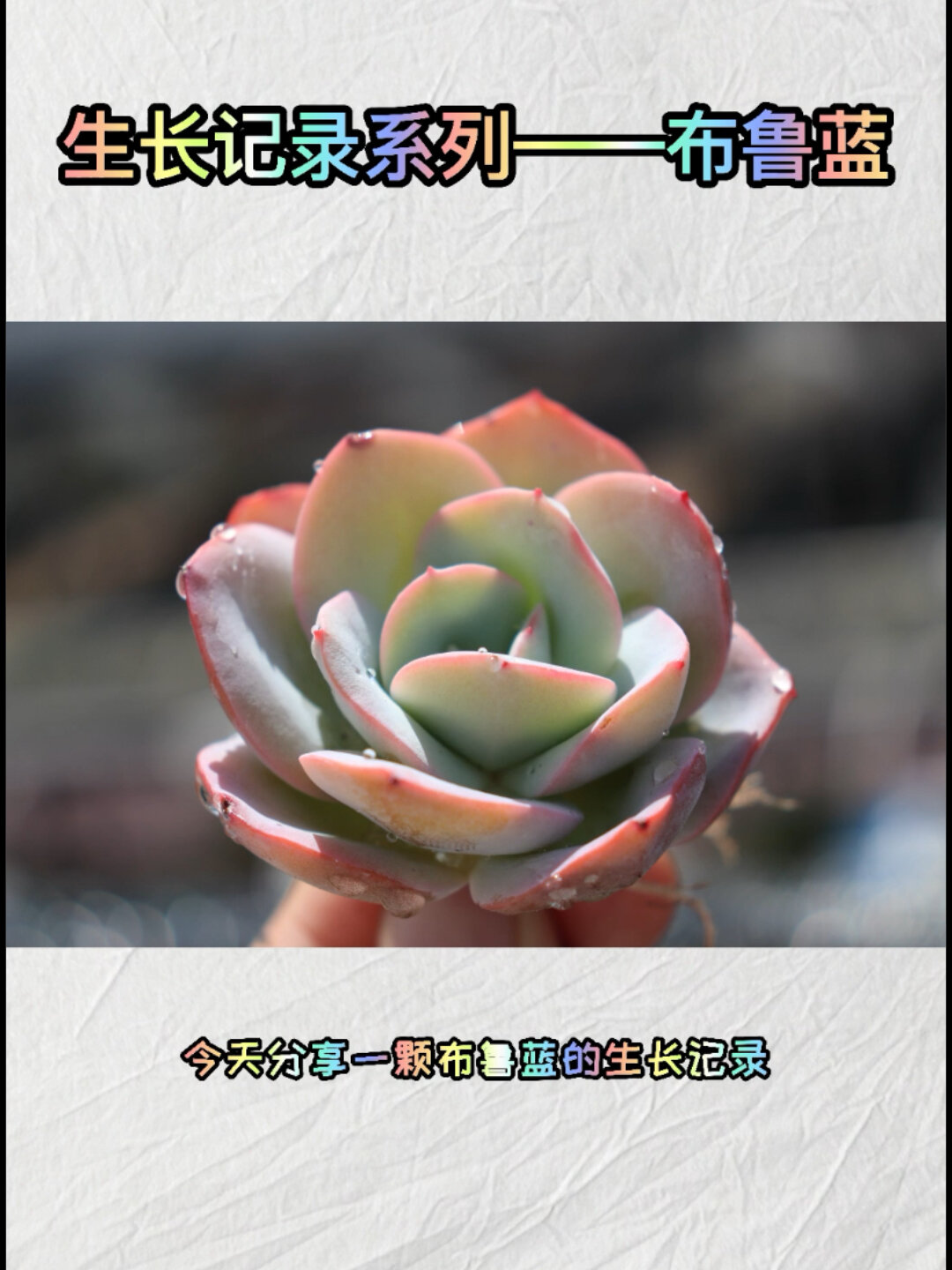 多肉生长记录——布鲁蓝