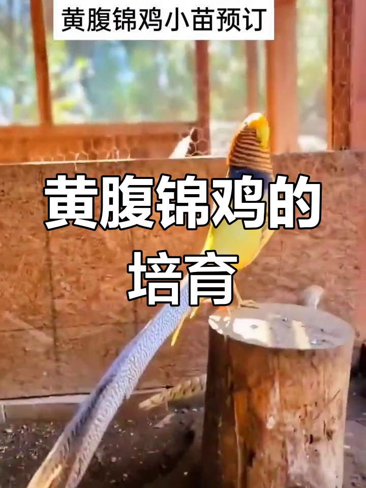 人工杂交黄腹锦鸡,集白富与红腹优点于一身