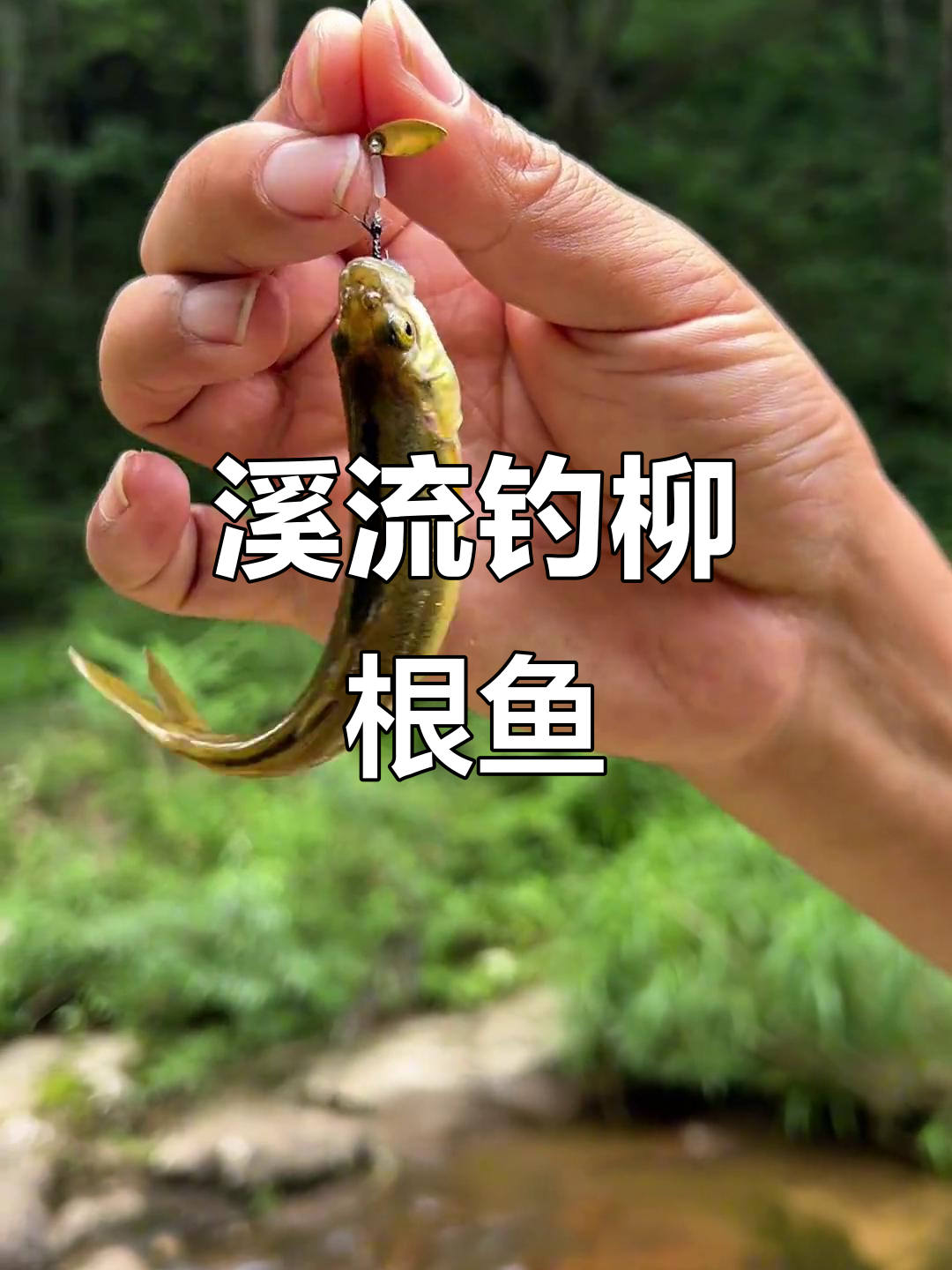郑州附近溪流钓鱼,水质清澈但鱼种不多