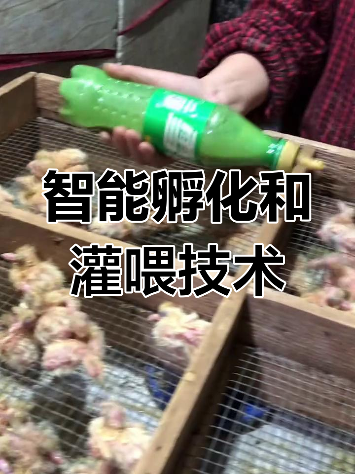 肉鸽人工孵化与灌养技巧,掌握乳鸽饲料配比