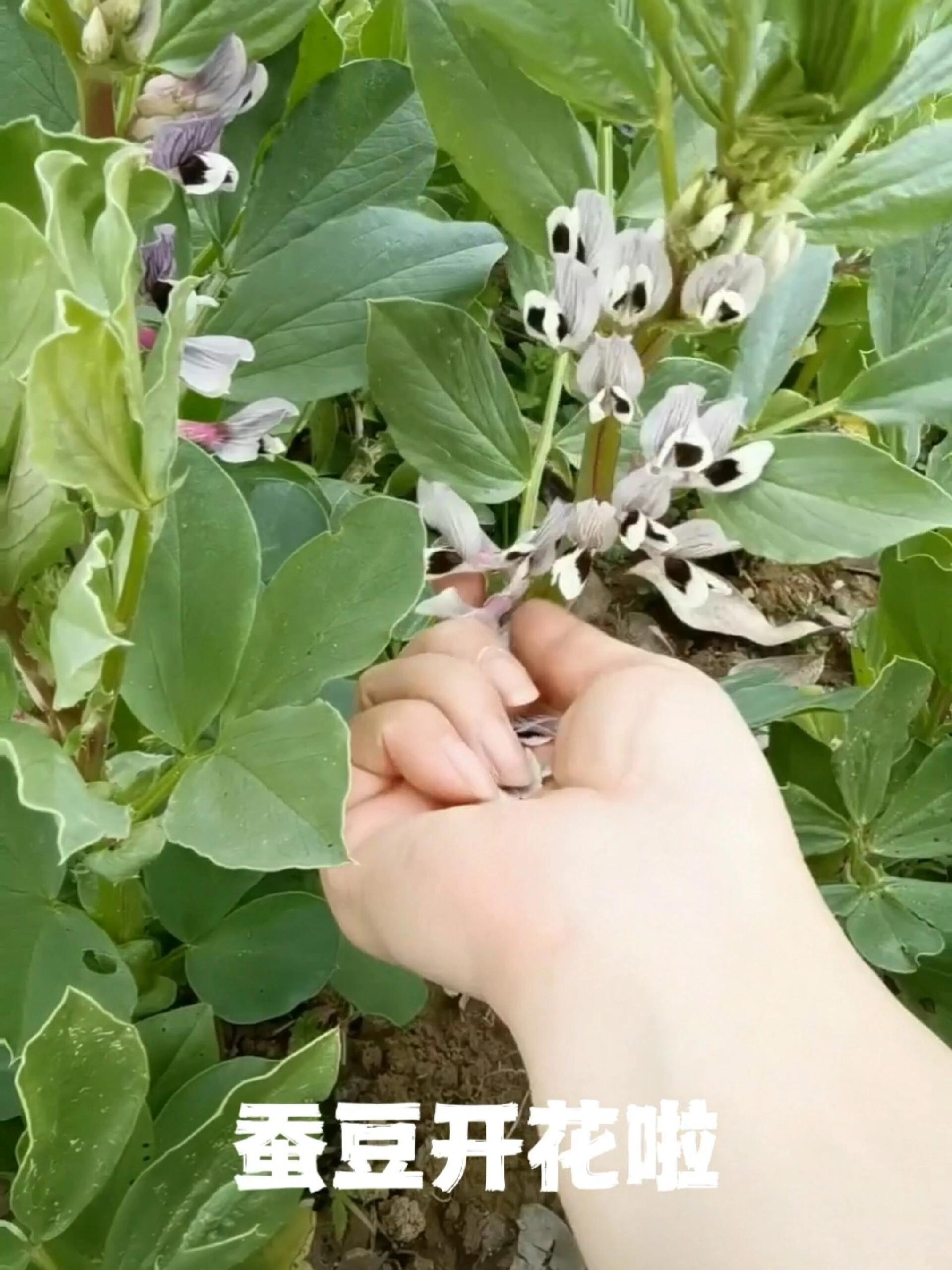 你吃过蚕豆花吗?有很大功效哦