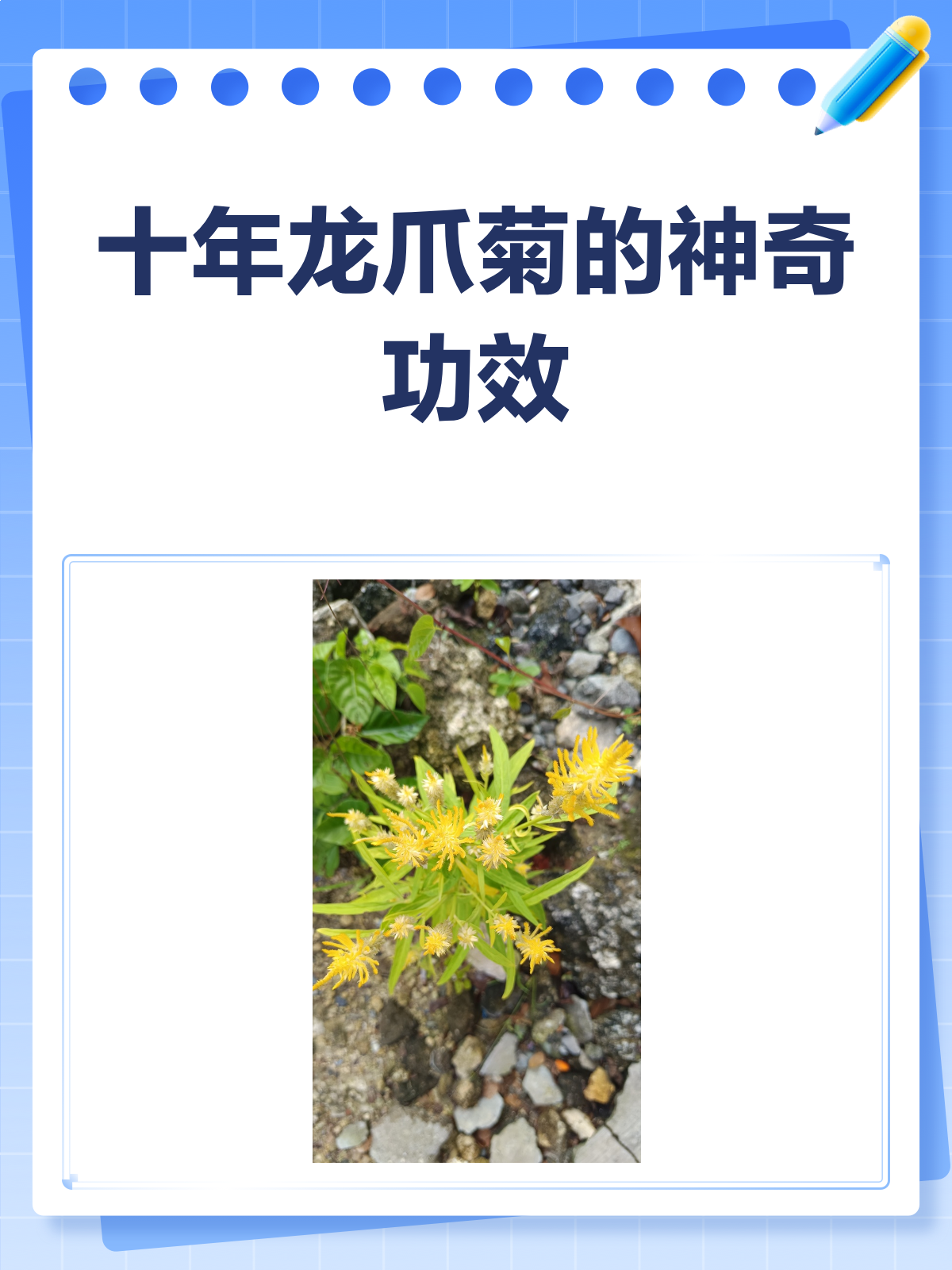 十年龙爪菊,竟然有这些隐藏功效!