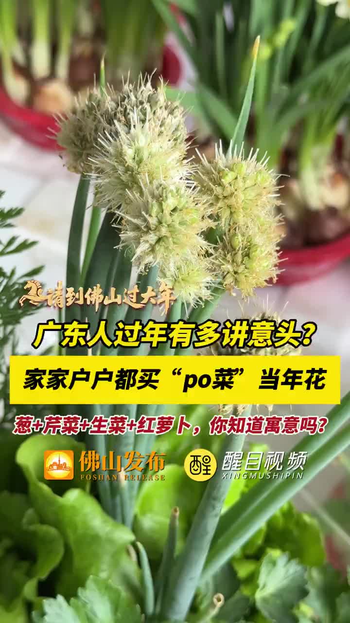 「视频」广东人过年有多讲意头？家家户户都买“po菜”当年花，葱+芹菜+生菜+红萝卜，你知道