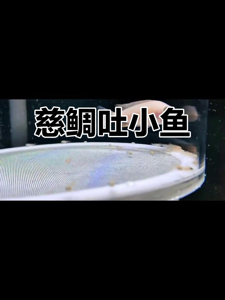 火焰红母鱼吐小鱼,慈鲷的神奇繁殖过程