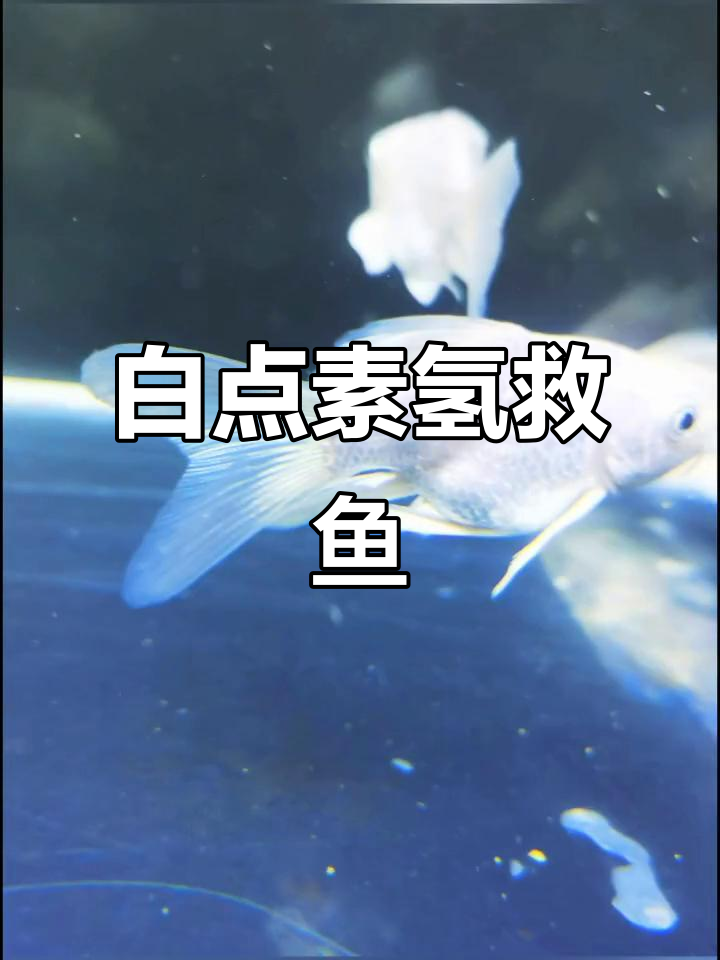 蝴蝶鲤尾巴长白点,换水后迅速恢复健康