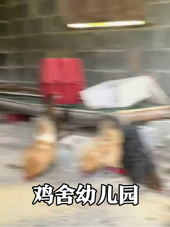 鸡舍版“宝妈带娃”:小鸡抢食像运动会,公鸡当保安忙晕