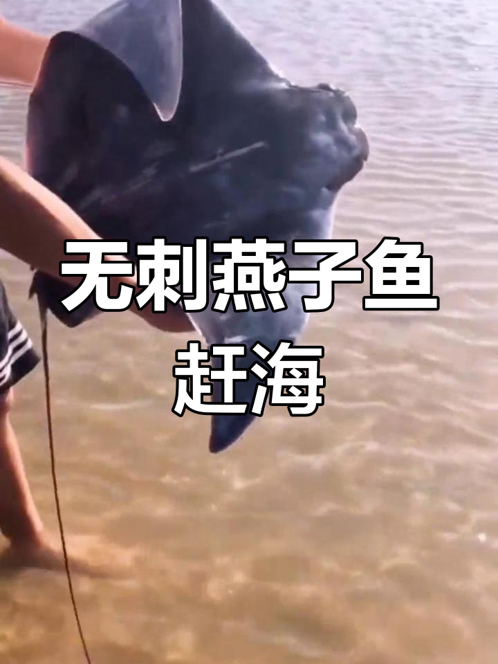 燕子鱼:全身脆骨无刺,赶海抓海鲜必备技巧