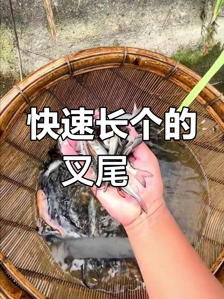 叉尾鮰鱼:适应性强,生长迅速,适合各地养殖