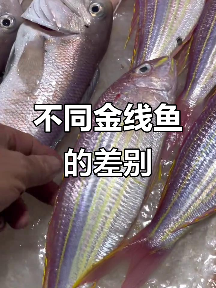 金线鱼品种大揭秘:价格差异背后的秘密