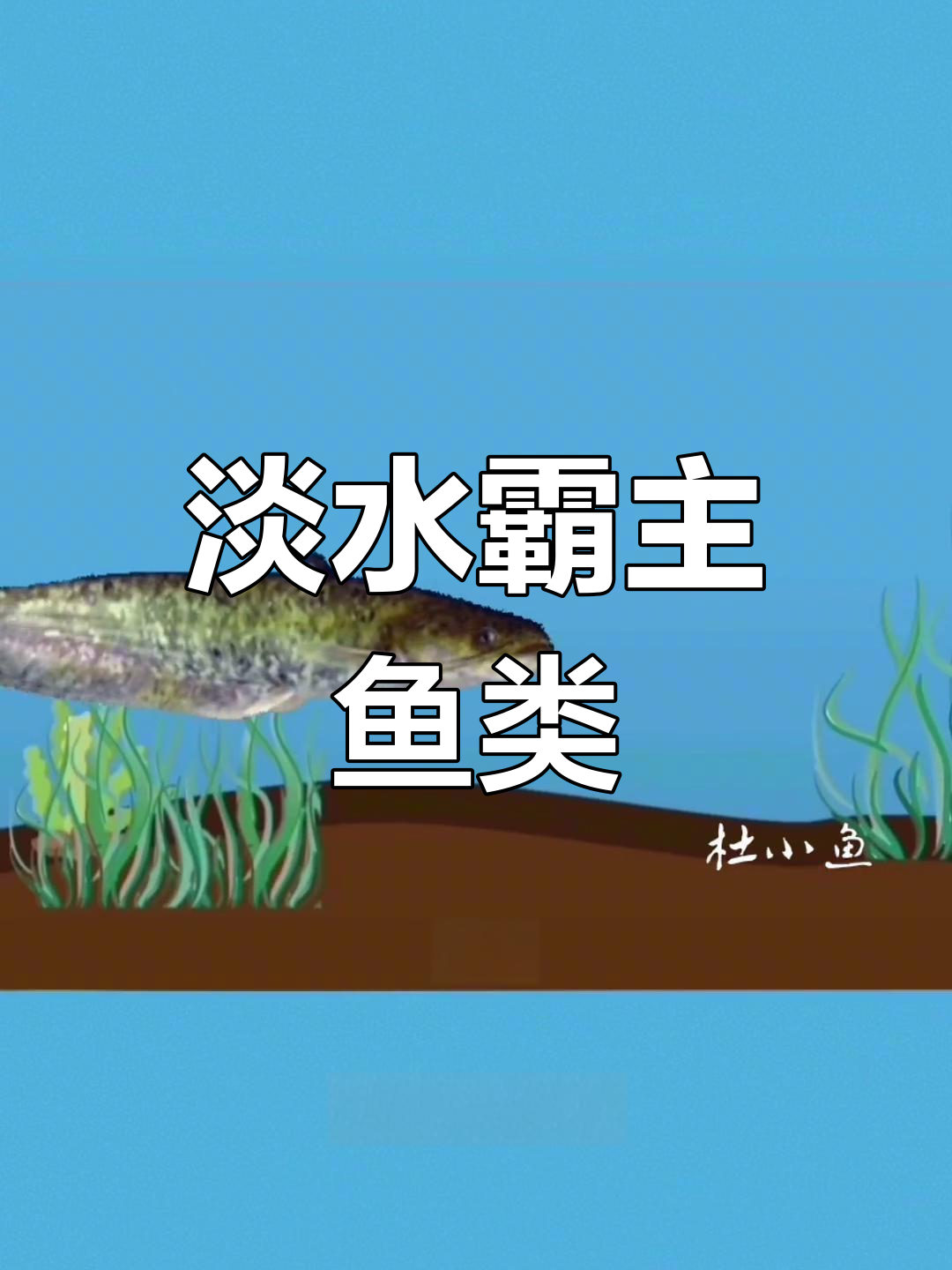 淡水中的两大肉食性霸王鱼