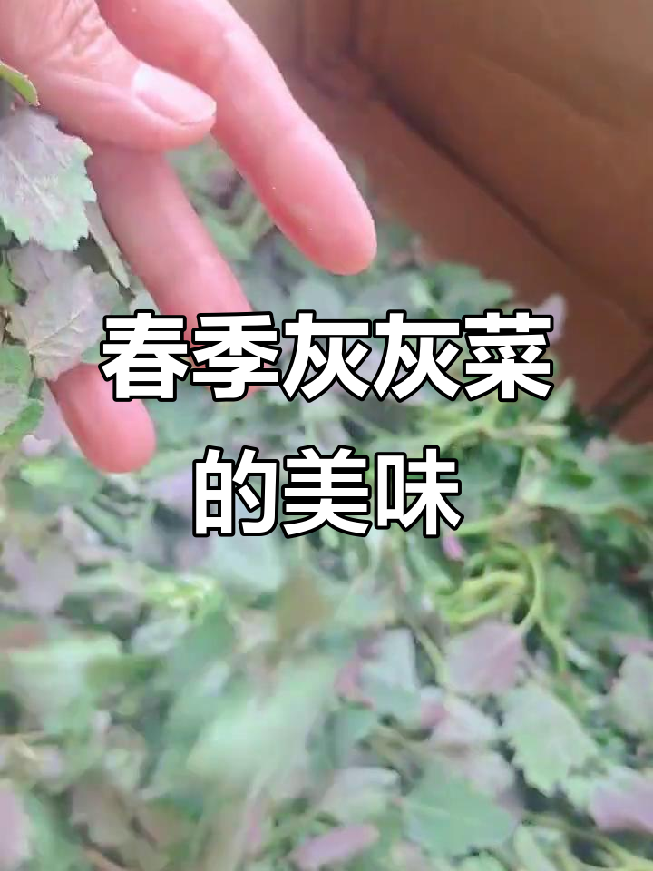 春天野菜烩,屯留特产灰灰菜的独特美味