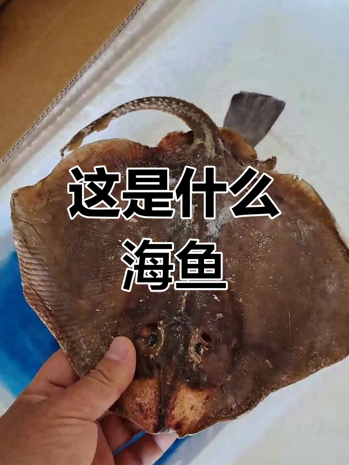 海鱼品种大揭秘,你认识这些吗?