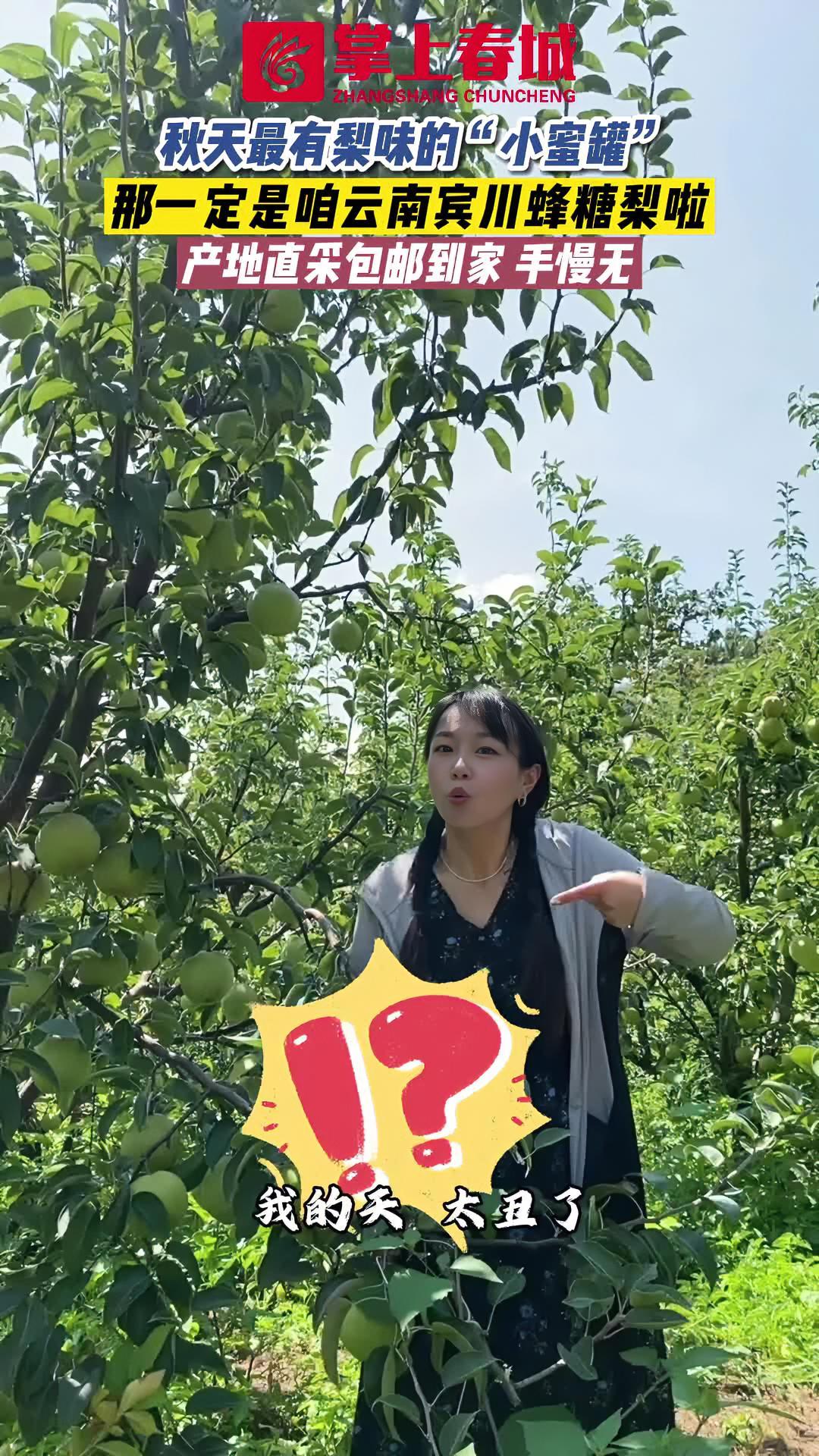 秋天最有梨味的“小蜜罐”,那一定是咱云南宾川蜂糖梨啦 云南特产 梨 云南特色 2023年云